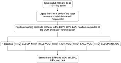 Low-Level Stimulation and Ethanol Ablation of the Vein of Marshall Prevent the Vagal-Mediated AF